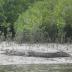 Daintree River_Salt Water Crocodile